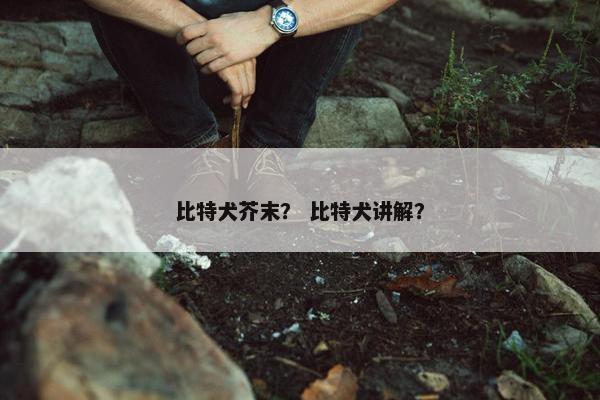 比特犬芥末？ 比特犬讲解？