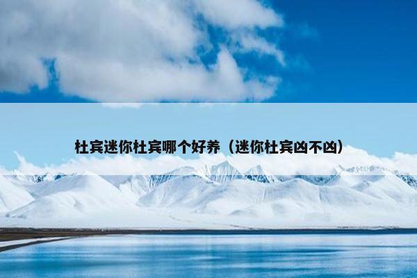 杜宾迷你杜宾哪个好养（迷你杜宾凶不凶）