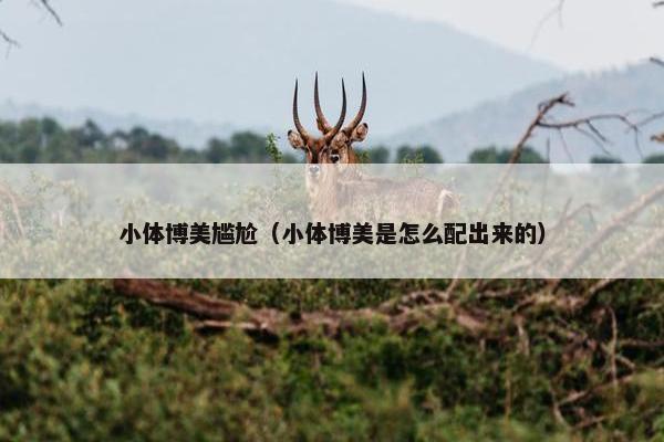 小体博美尴尬（小体博美是怎么配出来的）
