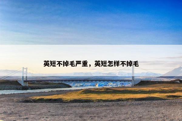 英短不掉毛严重，英短怎样不掉毛