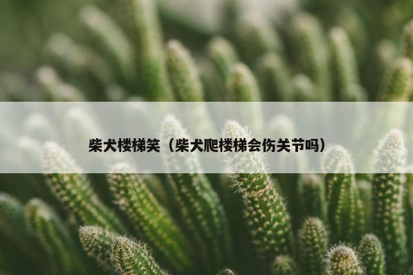 柴犬楼梯笑（柴犬爬楼梯会伤关节吗）