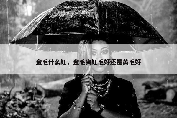 金毛什么红，金毛狗红毛好还是黄毛好