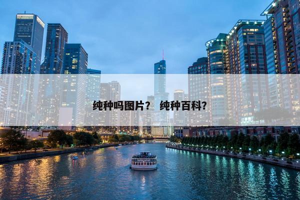 纯种吗图片？ 纯种百科？