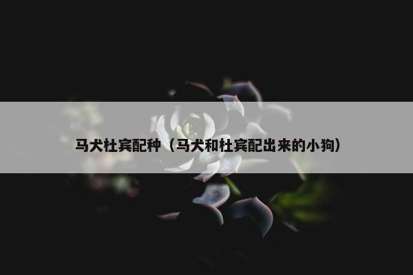 马犬杜宾配种（马犬和杜宾配出来的小狗）
