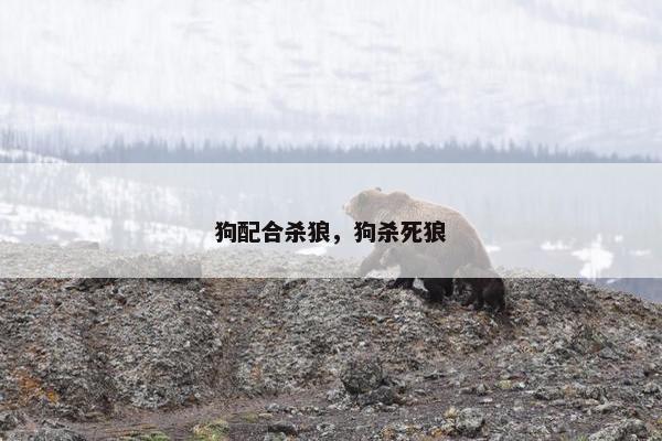 狗配合杀狼,狗杀死狼