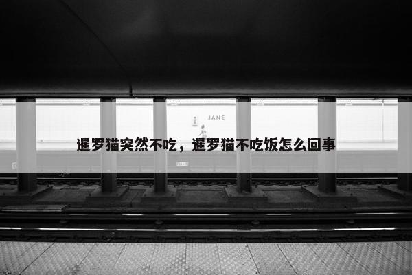暹罗猫突然不吃，暹罗猫不吃饭怎么回事