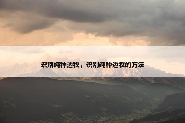 识别纯种边牧，识别纯种边牧的方法