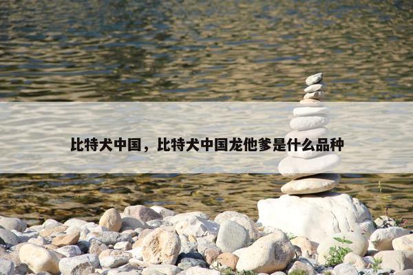 比特犬中国，比特犬中国龙他爹是什么品种