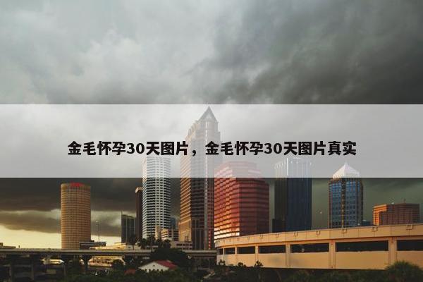 金毛怀孕30天图片，金毛怀孕30天图片真实