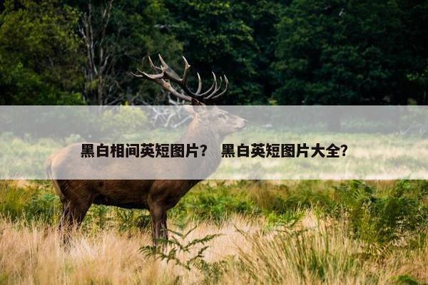 黑白相间英短图片？ 黑白英短图片大全？