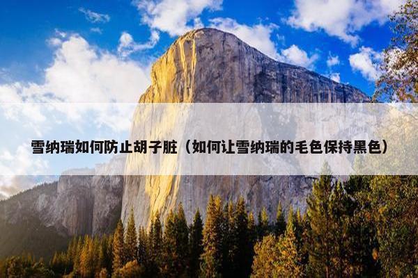 雪纳瑞如何防止胡子脏（如何让雪纳瑞的毛色保持黑色）
