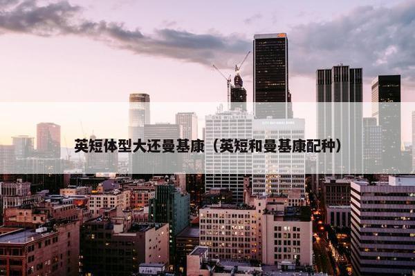 英短体型大还曼基康(英短和曼基康配种)