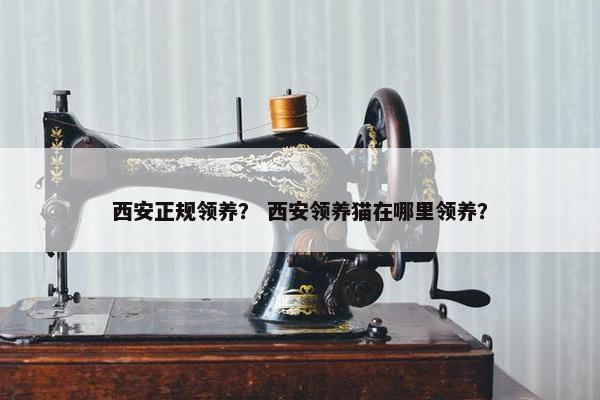 西安正规领养？ 西安领养猫在哪里领养？