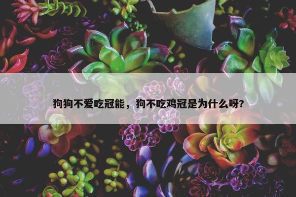 狗狗不爱吃冠能，狗不吃鸡冠是为什么呀?