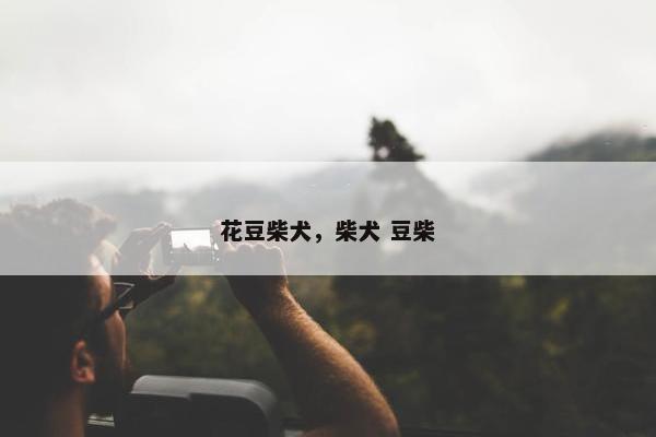 花豆柴犬，柴犬 豆柴