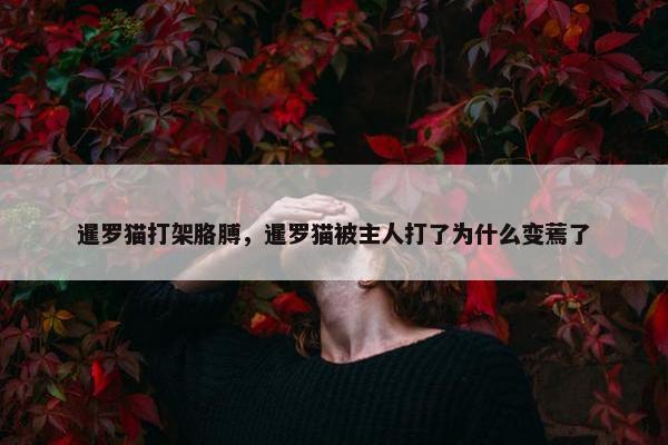 暹罗猫打架胳膊,暹罗猫被主人打了为什么变蔫了