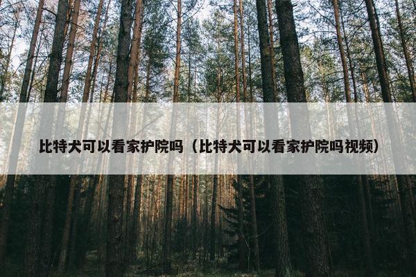 比特犬可以看家护院吗（比特犬可以看家护院吗视频）