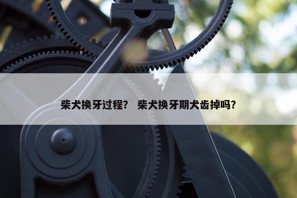柴犬换牙过程? 柴犬换牙期犬齿掉吗?