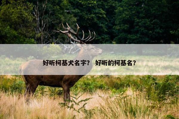 好听柯基犬名字？ 好听的柯基名？
