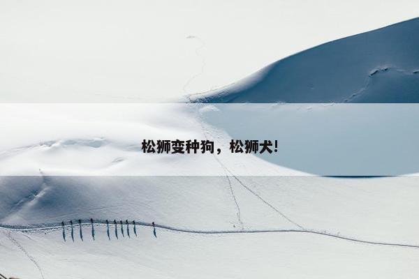 松狮变种狗，松狮犬!