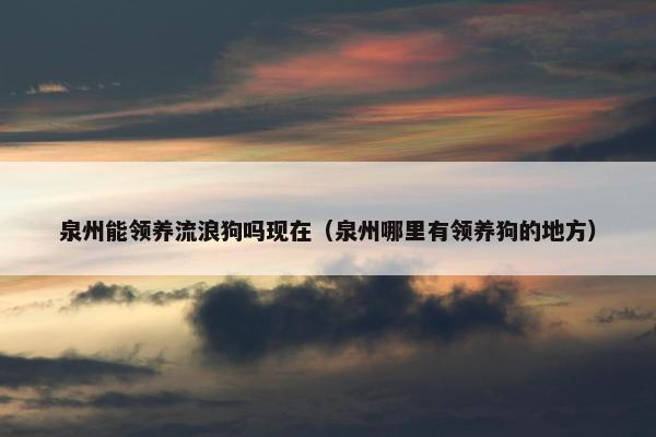 泉州能领养流浪狗吗现在（泉州哪里有领养狗的地方）