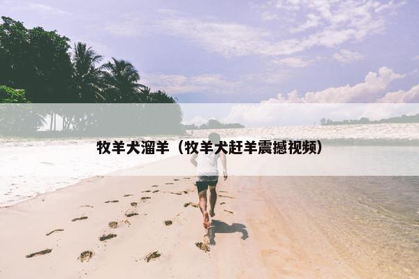 牧羊犬溜羊(牧羊犬赶羊震撼视频)