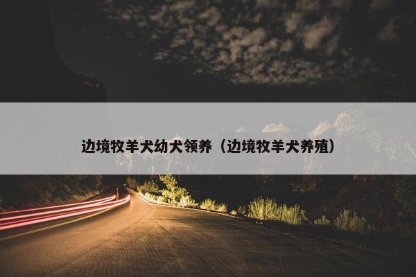 边境牧羊犬幼犬领养（边境牧羊犬养殖）