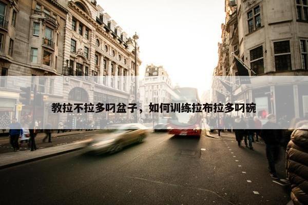 教拉不拉多叼盆子,如何训练拉布拉多叼碗