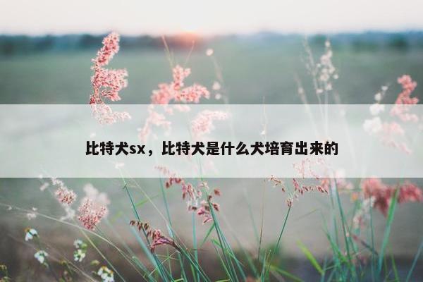 比特犬sx，比特犬是什么犬培育出来的