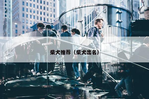 柴犬推荐（柴犬出名）