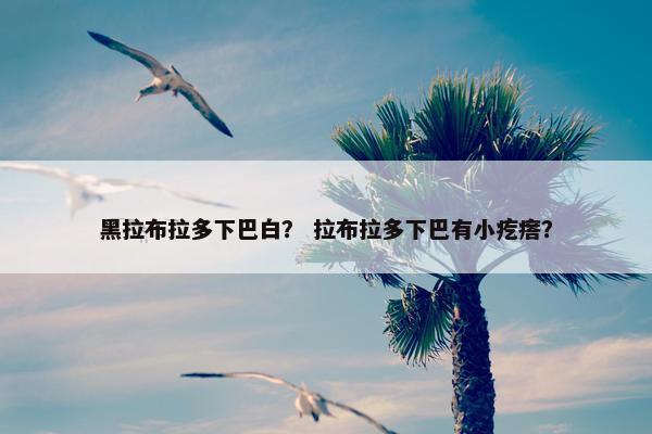 黑拉布拉多下巴白？ 拉布拉多下巴有小疙瘩？