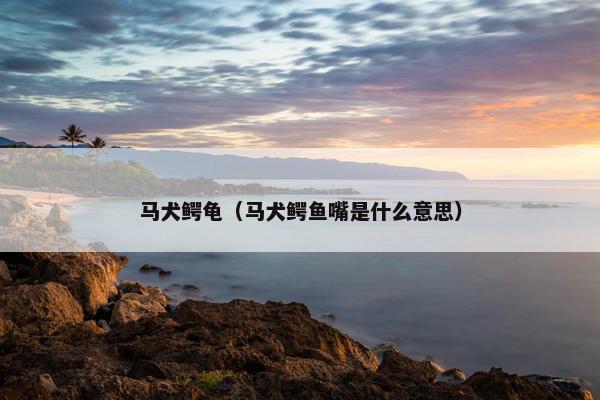 马犬鳄龟（马犬鳄鱼嘴是什么意思）