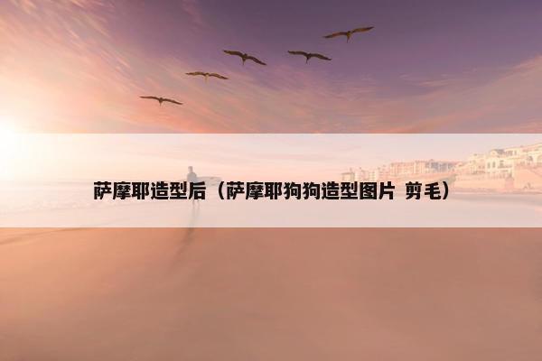 萨摩耶造型后（萨摩耶狗狗造型图片 剪毛）