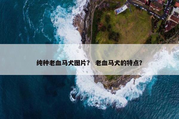 纯种老血马犬图片？ 老血马犬的特点？