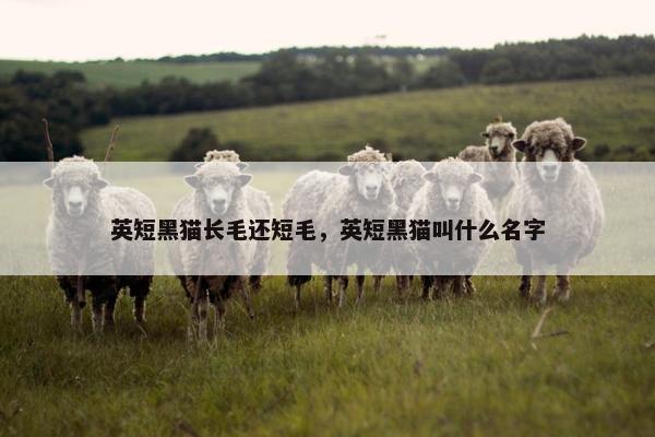 英短黑猫长毛还短毛,英短黑猫叫什么名字