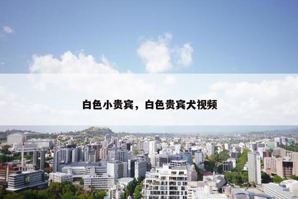 白色小贵宾，白色贵宾犬视频