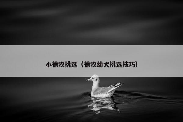 小德牧挑选（德牧幼犬挑选技巧）
