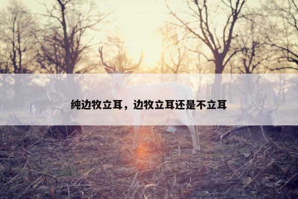 纯边牧立耳，边牧立耳还是不立耳