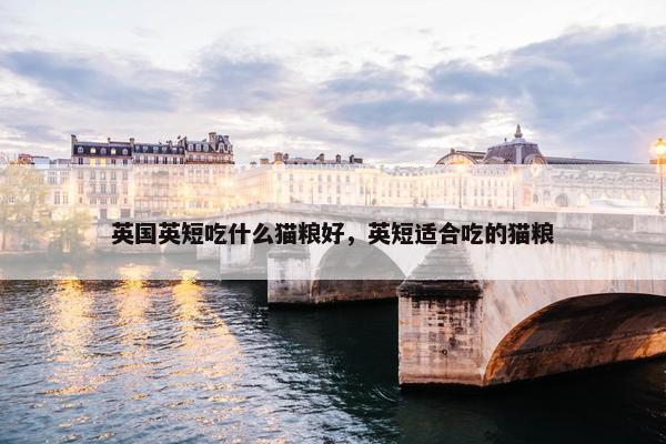英国英短吃什么猫粮好，英短适合吃的猫粮