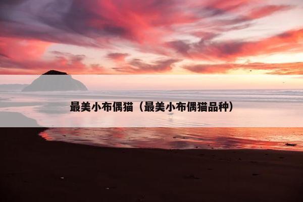 最美小布偶猫（最美小布偶猫品种）