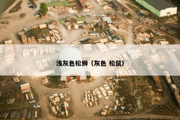 浅灰色松狮（灰色 松鼠）