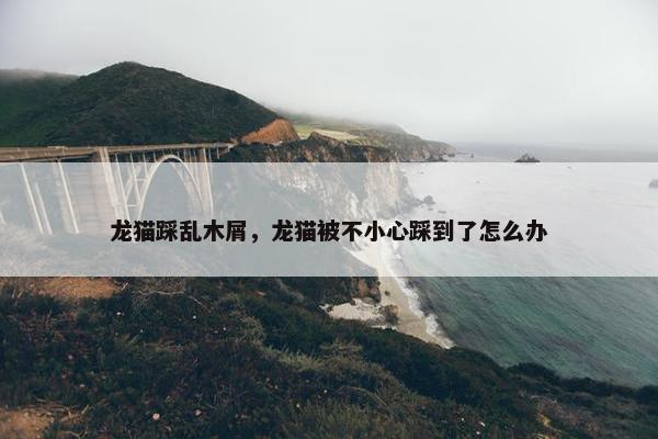 龙猫踩乱木屑，龙猫被不小心踩到了怎么办