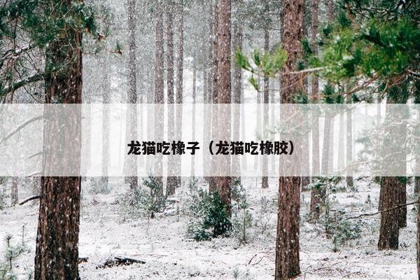 龙猫吃橡子（龙猫吃橡胶）