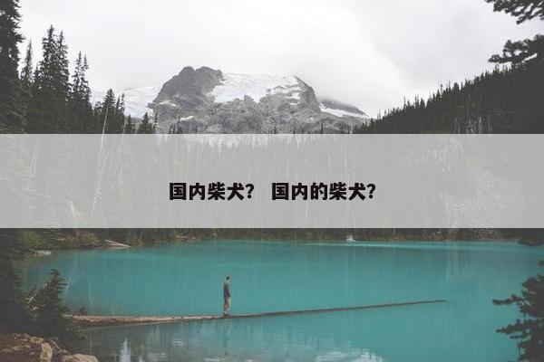 国内柴犬？ 国内的柴犬？
