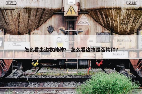 怎么看出边牧纯种？ 怎么看边牧是否纯种？