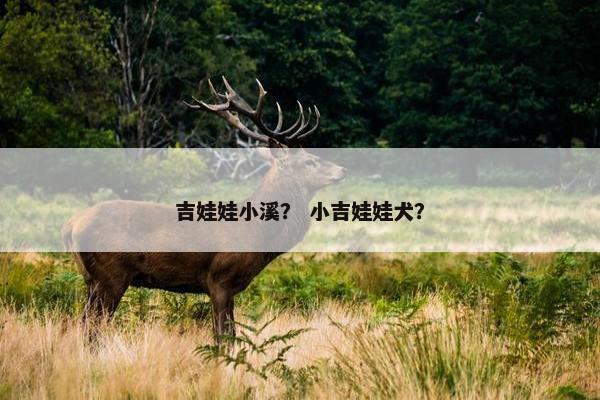 吉娃娃小溪？ 小吉娃娃犬？
