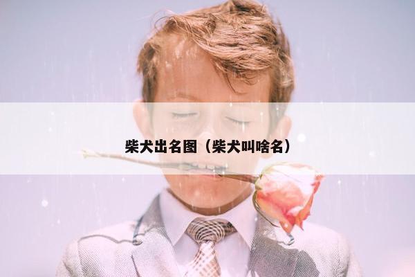 柴犬出名图（柴犬叫啥名）