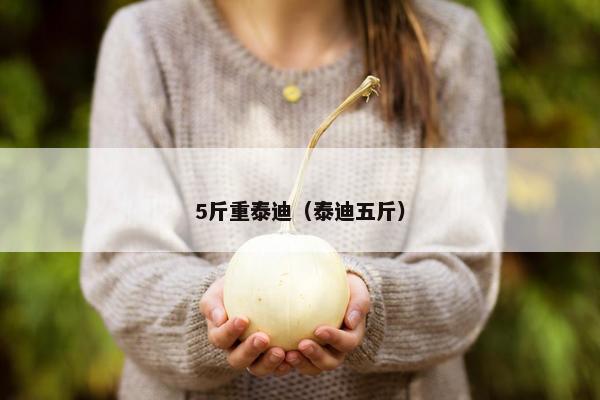 5斤重泰迪（泰迪五斤）