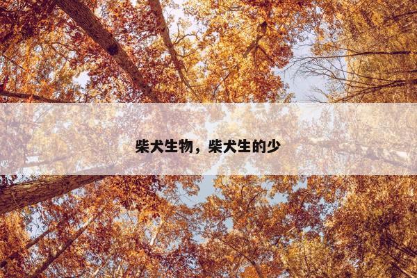 柴犬生物,柴犬生的少