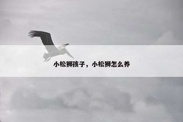 小松狮孩子，小松狮怎么养